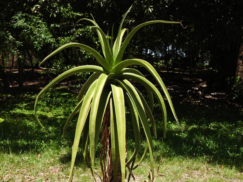 Aloe helenae photo 4