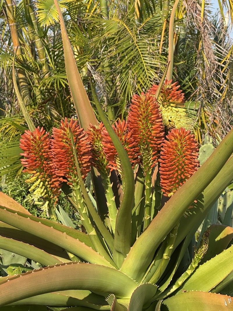 Aloe helenae photo 6