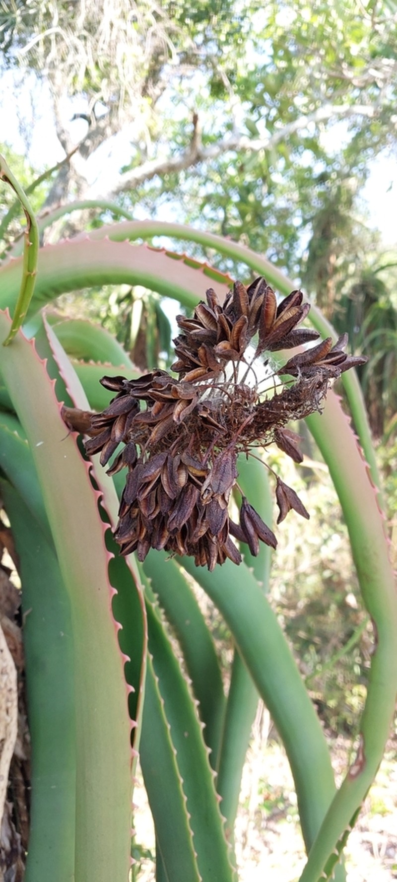 Aloe helenae photo 7