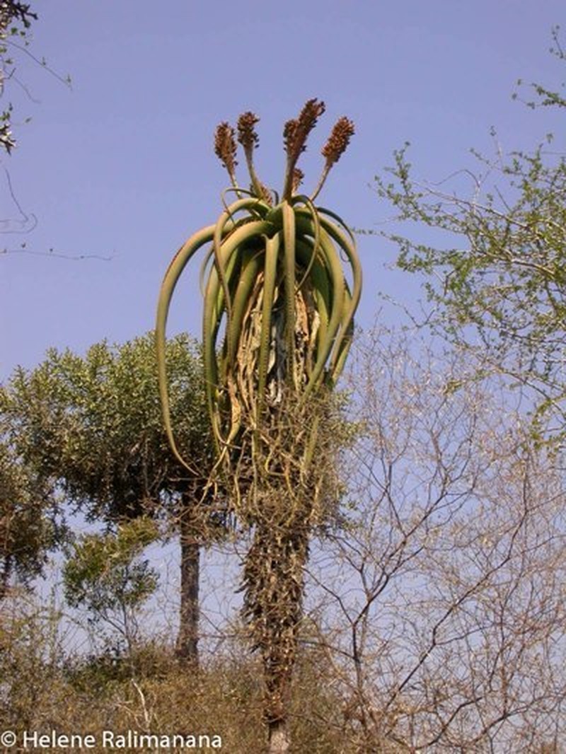 Aloe helenae photo 8