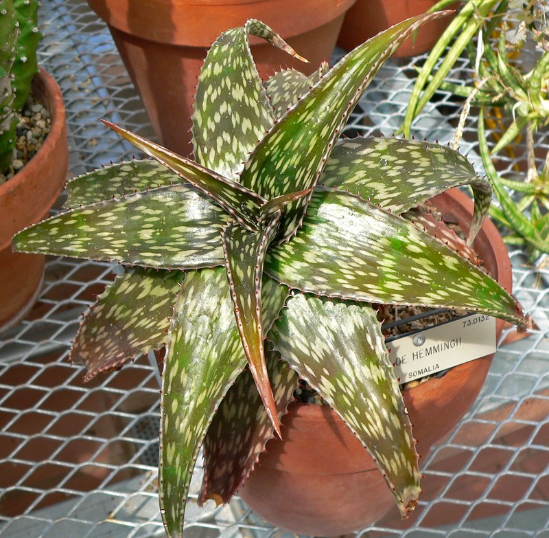 Aloe hemmingii
