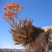 Aloe hereroensis