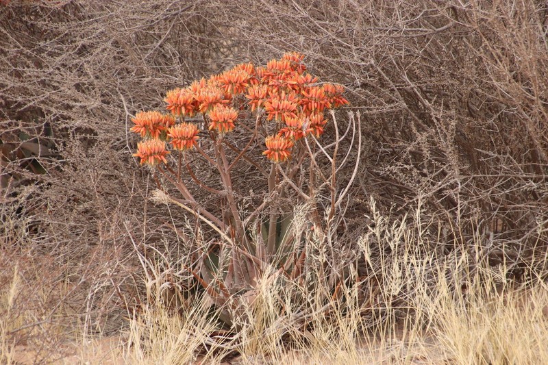 Aloe hereroensis photo 2