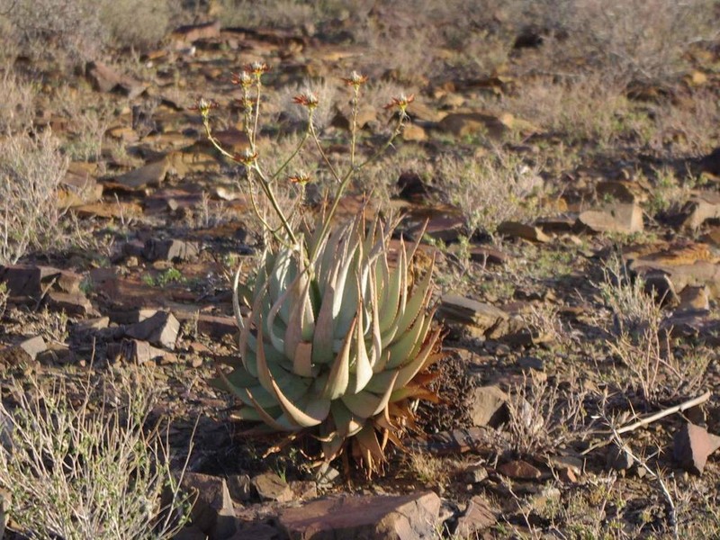 Aloe hereroensis photo 3