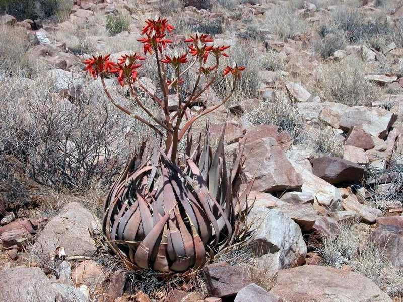 Aloe hereroensis photo 4