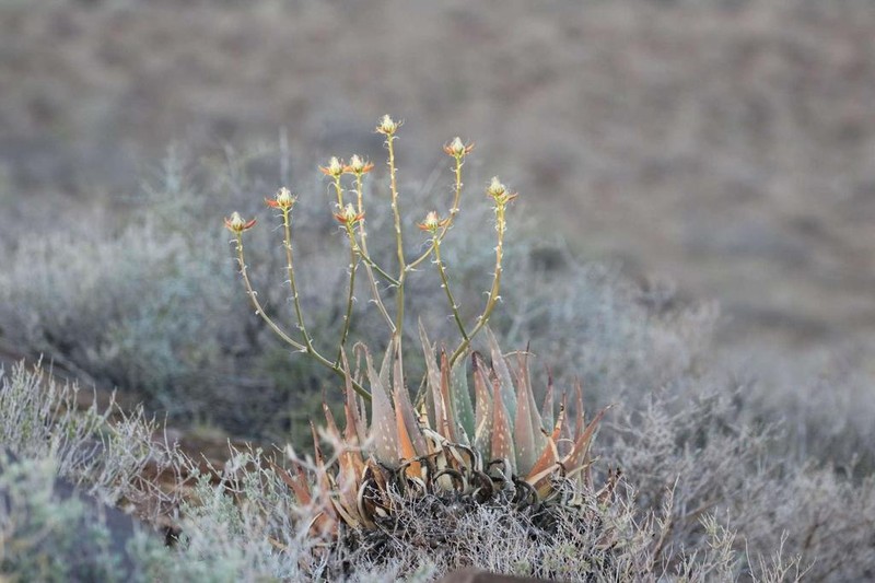 Aloe hereroensis photo 5