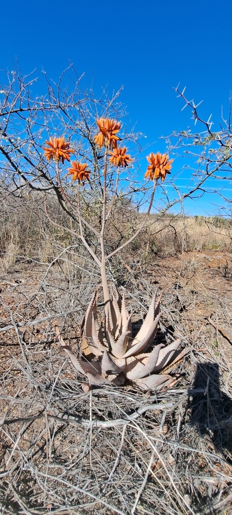 Aloe hereroensis photo 6