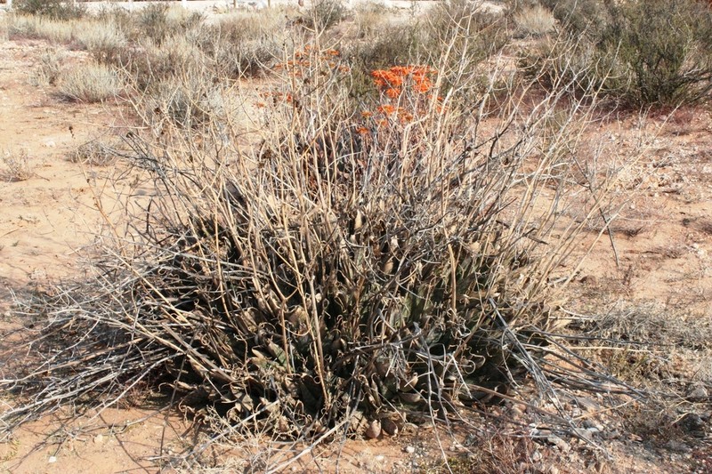 Aloe hereroensis photo 7