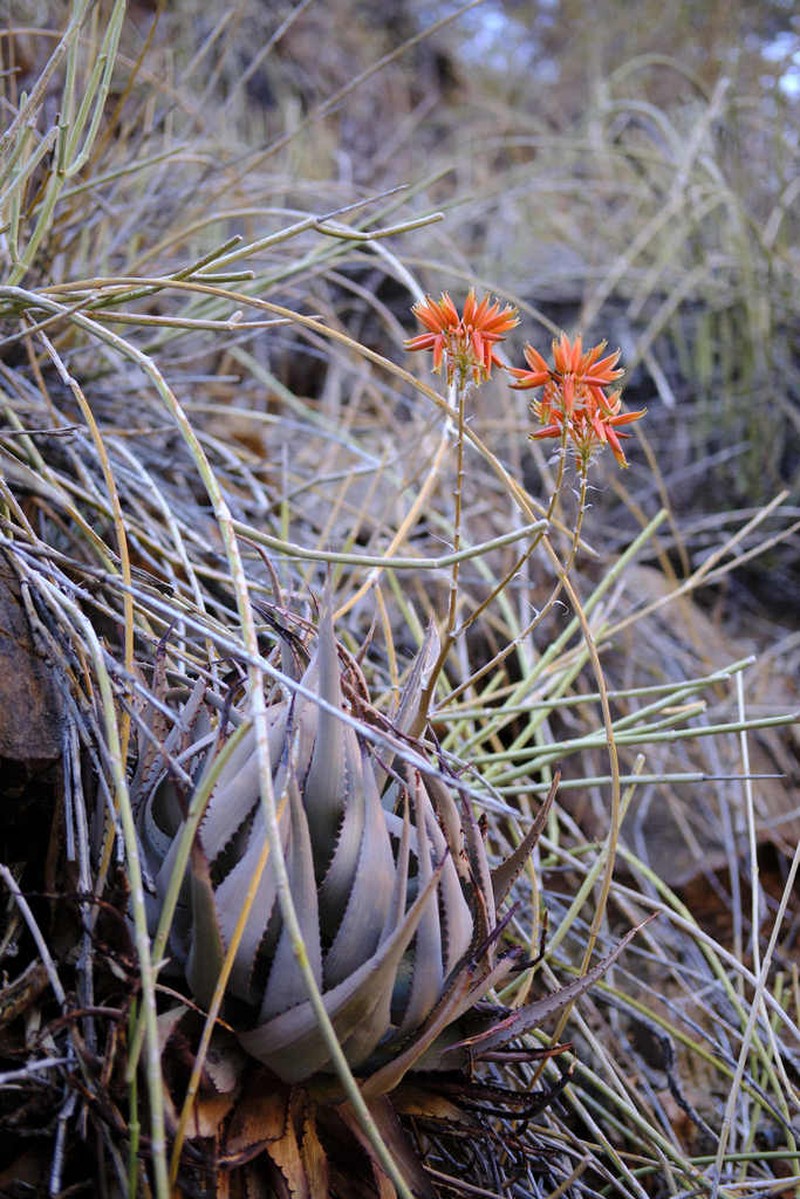Aloe hereroensis photo 8