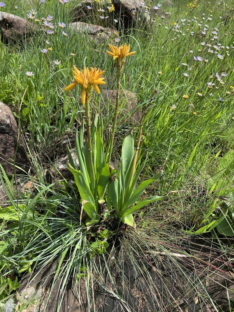 Aloe hlangapies