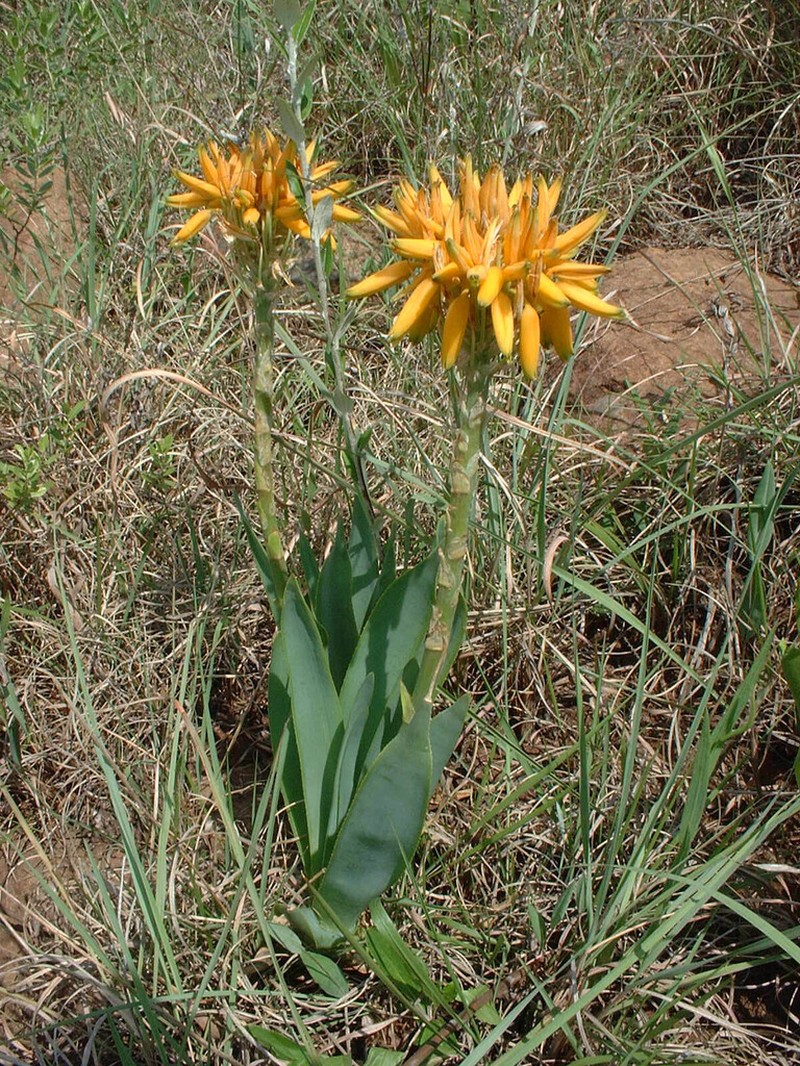 Aloe hlangapies photo 2