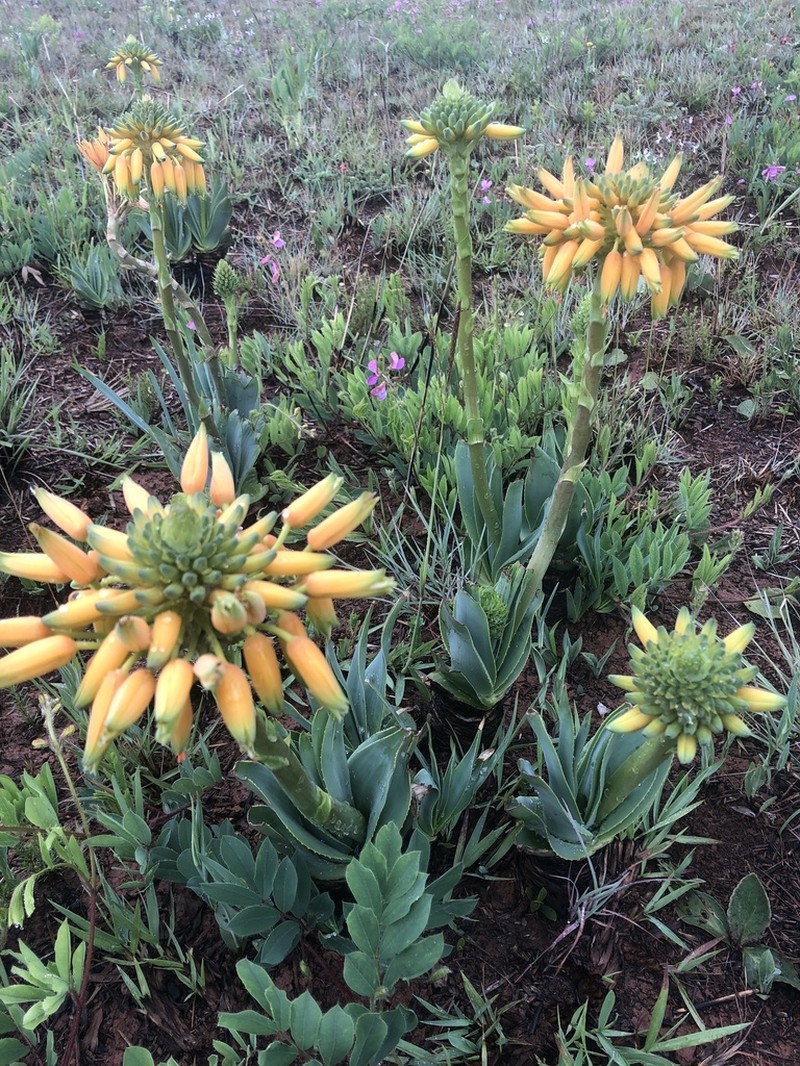 Aloe hlangapies photo 3