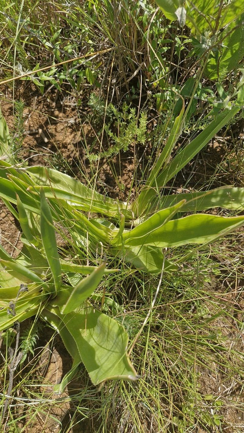 Aloe hlangapies photo 4