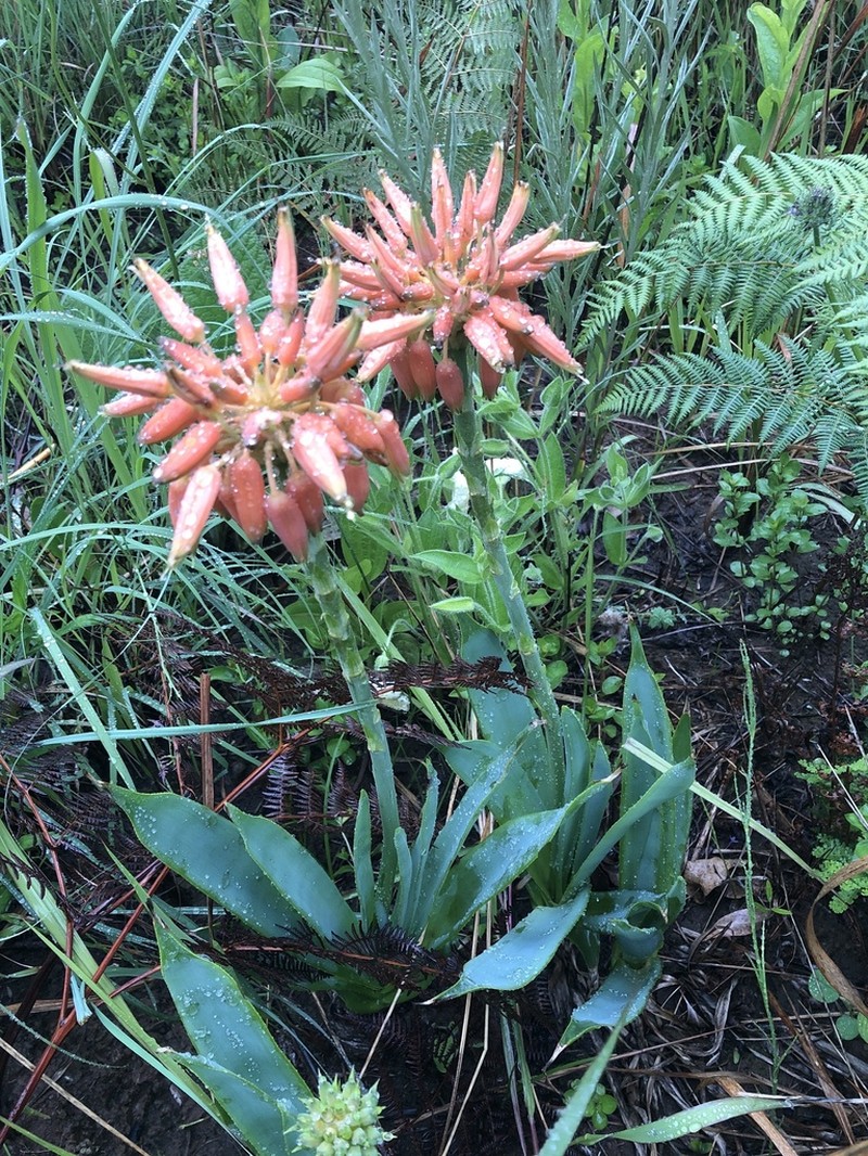 Aloe hlangapies photo 5
