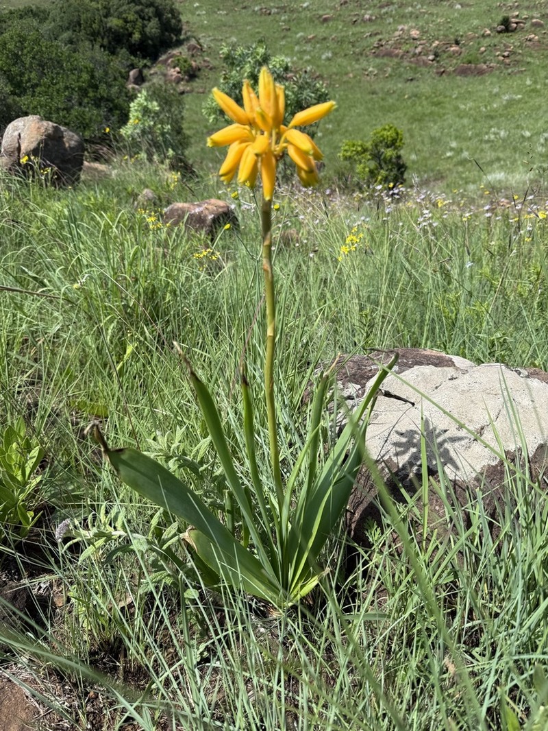 Aloe hlangapies photo 7