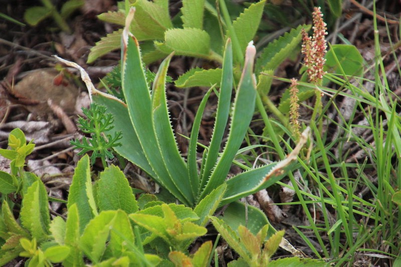Aloe hlangapies photo 8