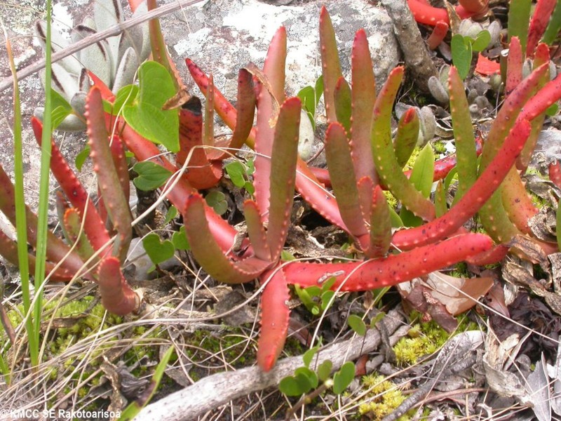 Aloe hoffmannii