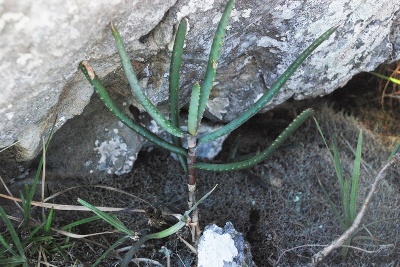 Aloe hoffmannii photo 2
