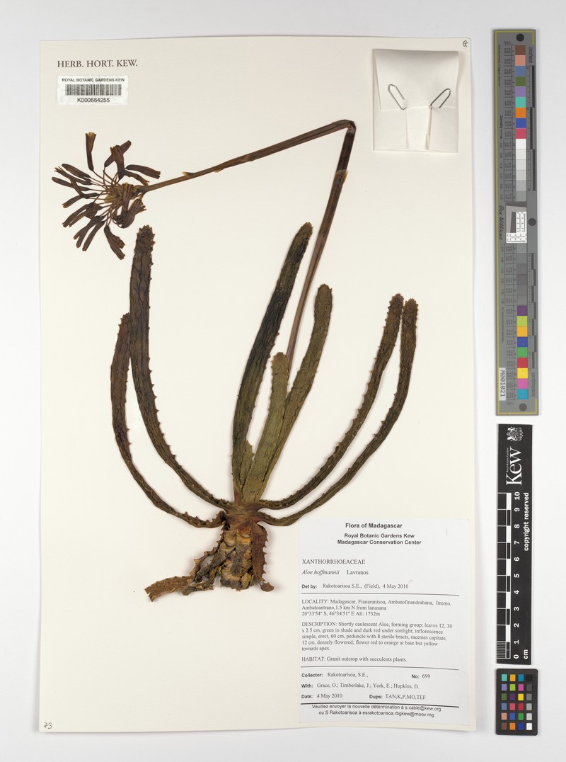 Aloe hoffmannii photo 6