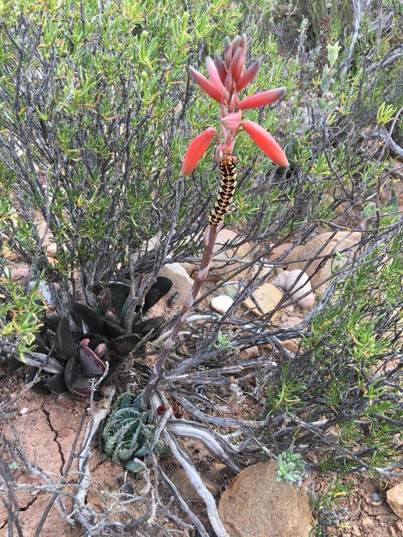 Aloe humilis photo 2