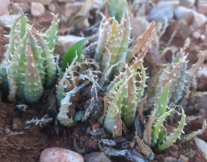 Aloe humilis photo 3