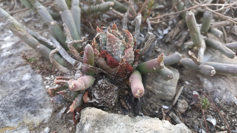 Aloe humilis photo 4