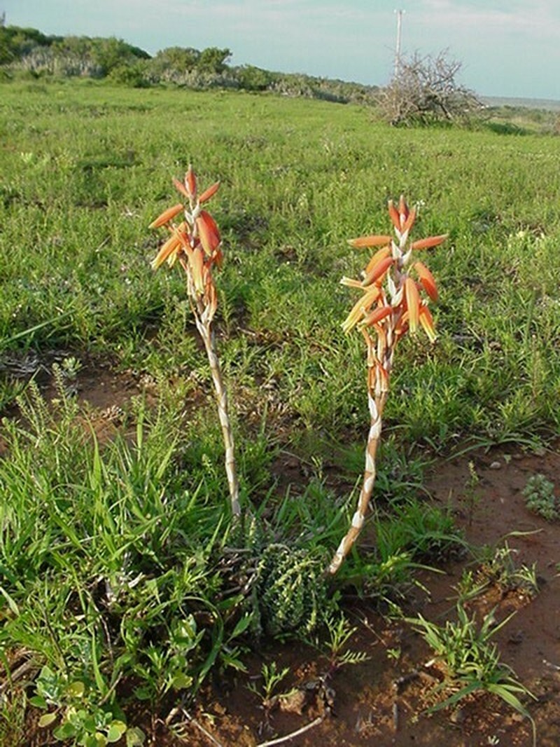 Aloe humilis photo 5