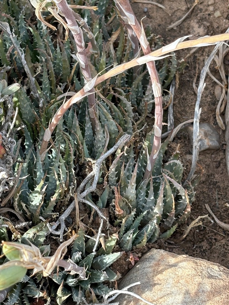 Aloe humilis photo 6