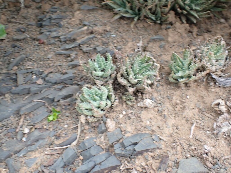 Aloe humilis photo 8