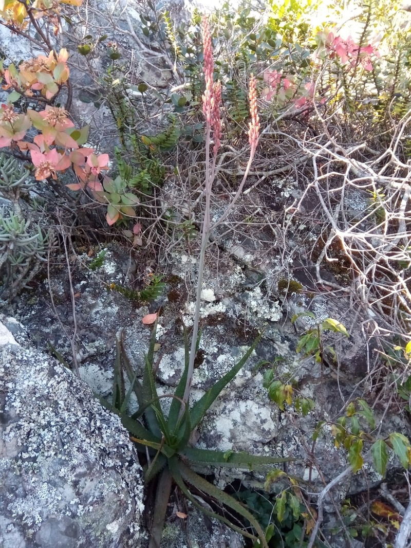Aloe ibitiensis