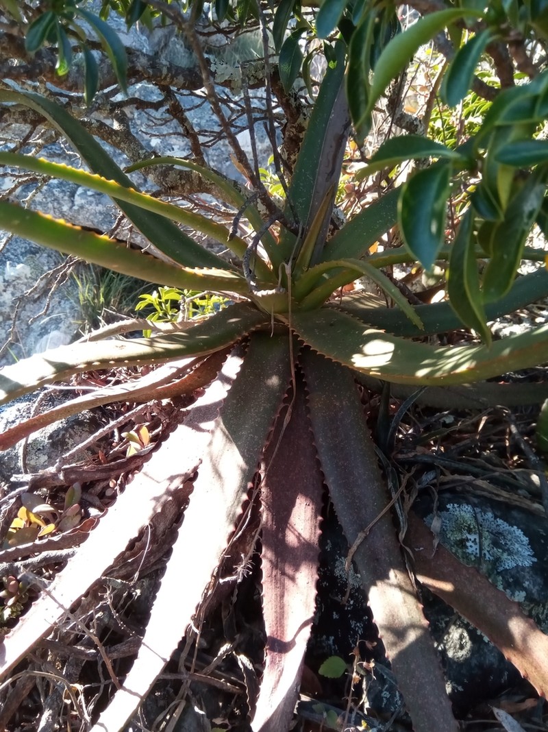 Aloe ibitiensis photo 2