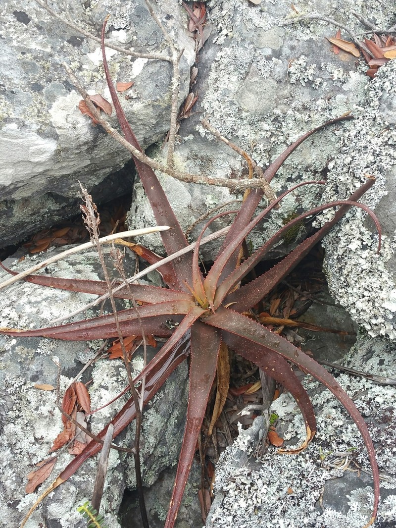 Aloe ibitiensis photo 3