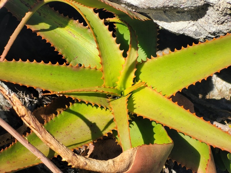 Aloe ibitiensis photo 4