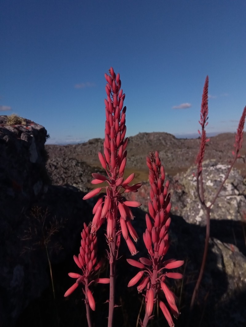 Aloe ibitiensis photo 5