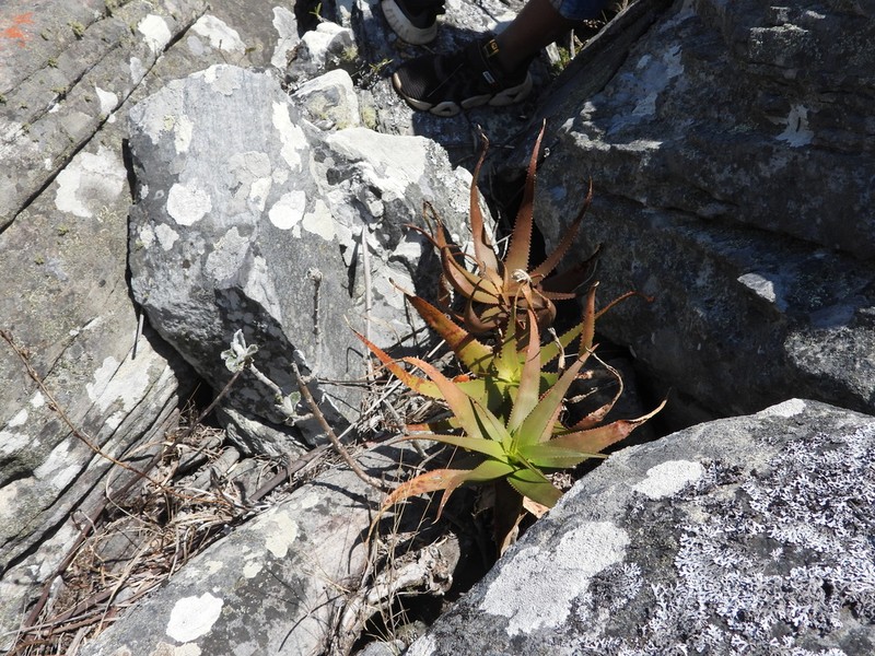 Aloe ibitiensis photo 6