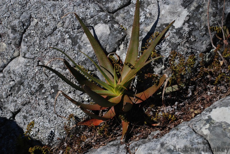 Aloe ibitiensis photo 8