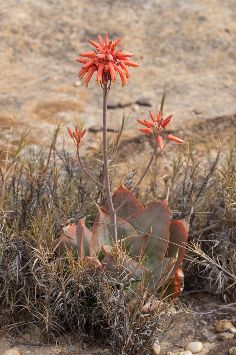 Aloe imalotensis photo 2