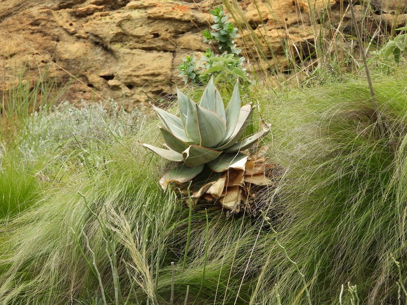 Aloe imalotensis photo 3