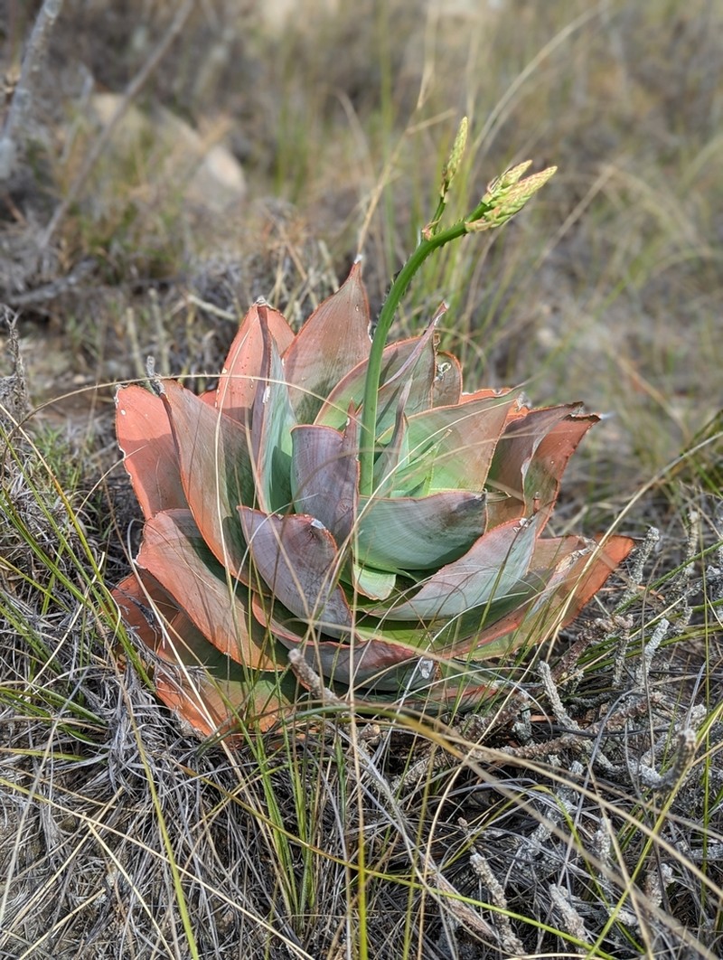 Aloe imalotensis photo 4