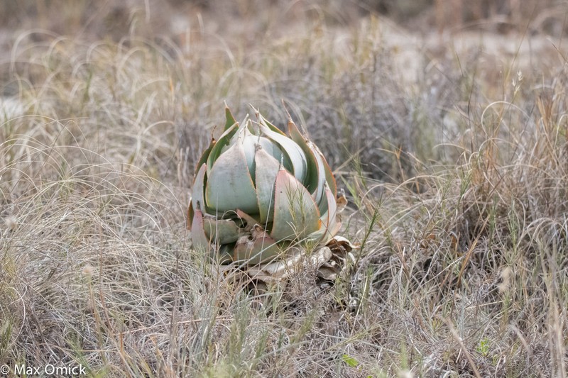 Aloe imalotensis photo 5