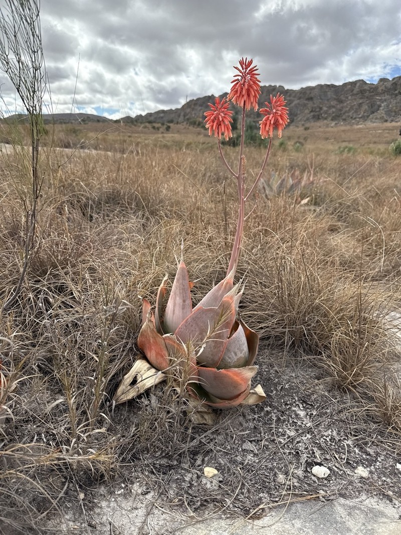 Aloe imalotensis photo 6