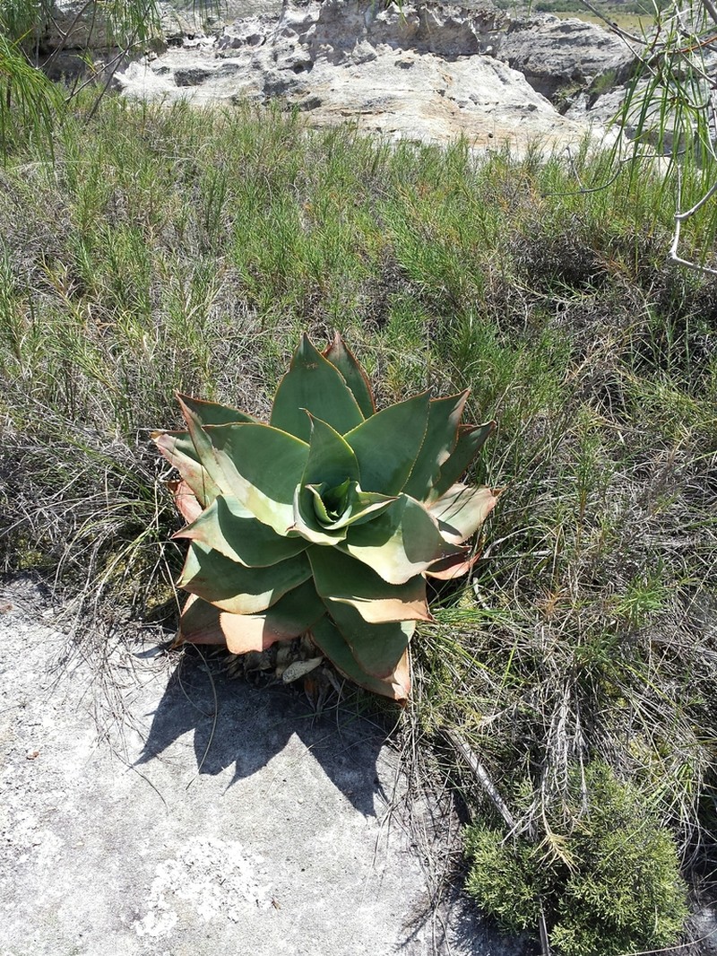 Aloe imalotensis photo 7