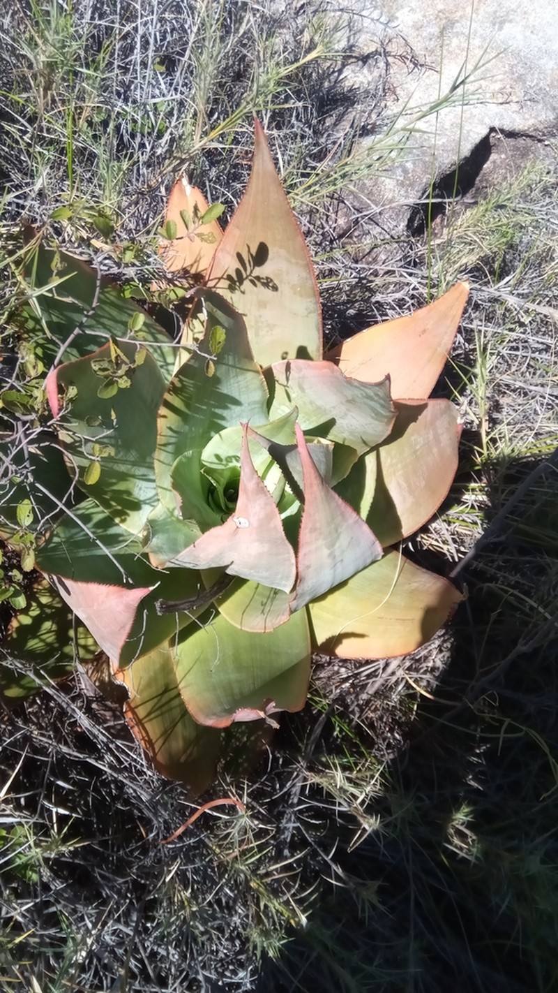 Aloe imalotensis photo 8