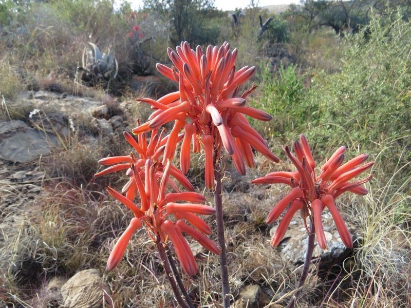 Aloe immaculata