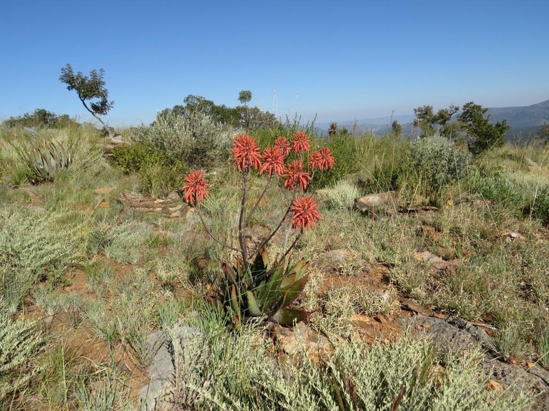 Aloe immaculata photo 2