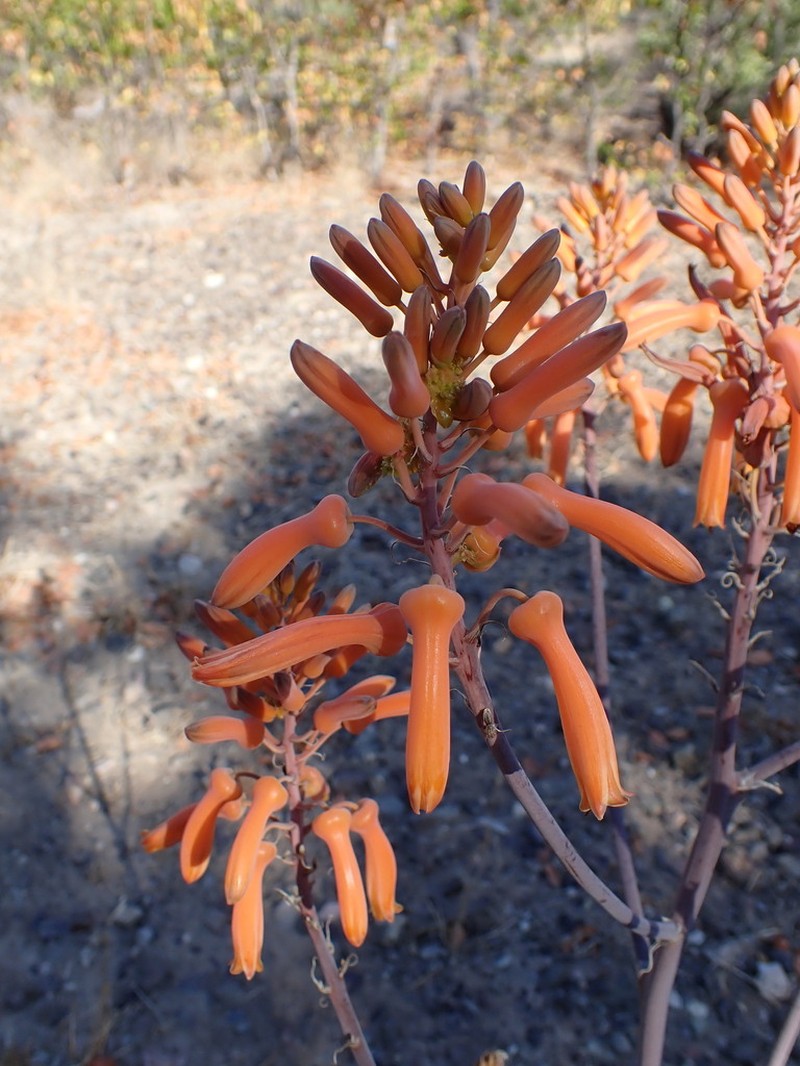 Aloe immaculata photo 3