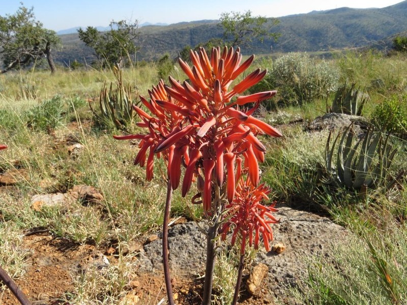 Aloe immaculata photo 4