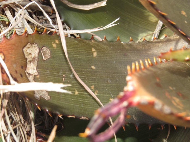 Aloe immaculata photo 5