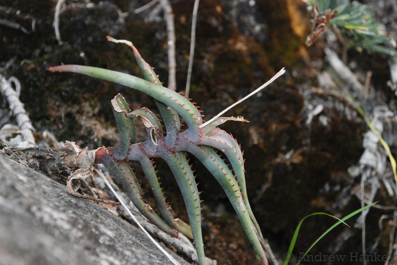 Aloe inexpectata photo 2