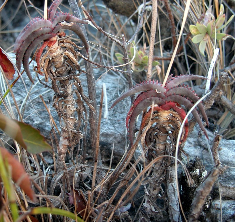 Aloe inexpectata photo 3